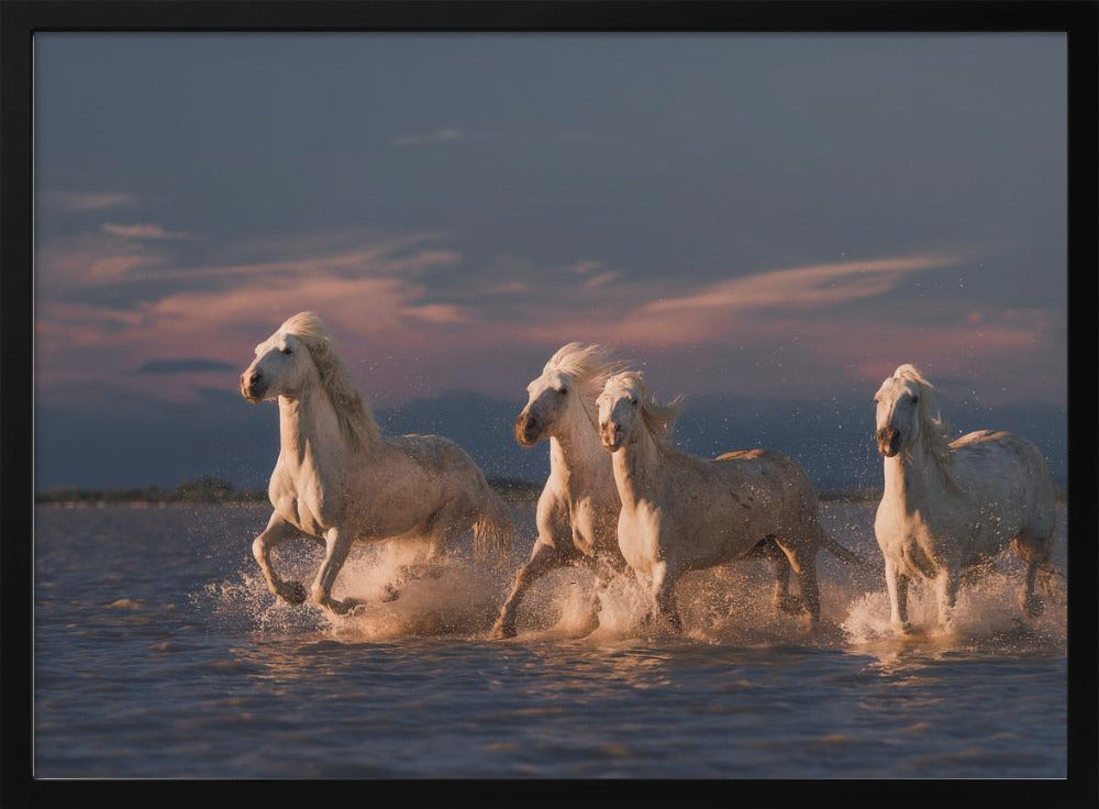 Angels of Camargue | Poster