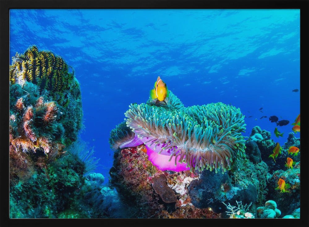 Sea life | Poster