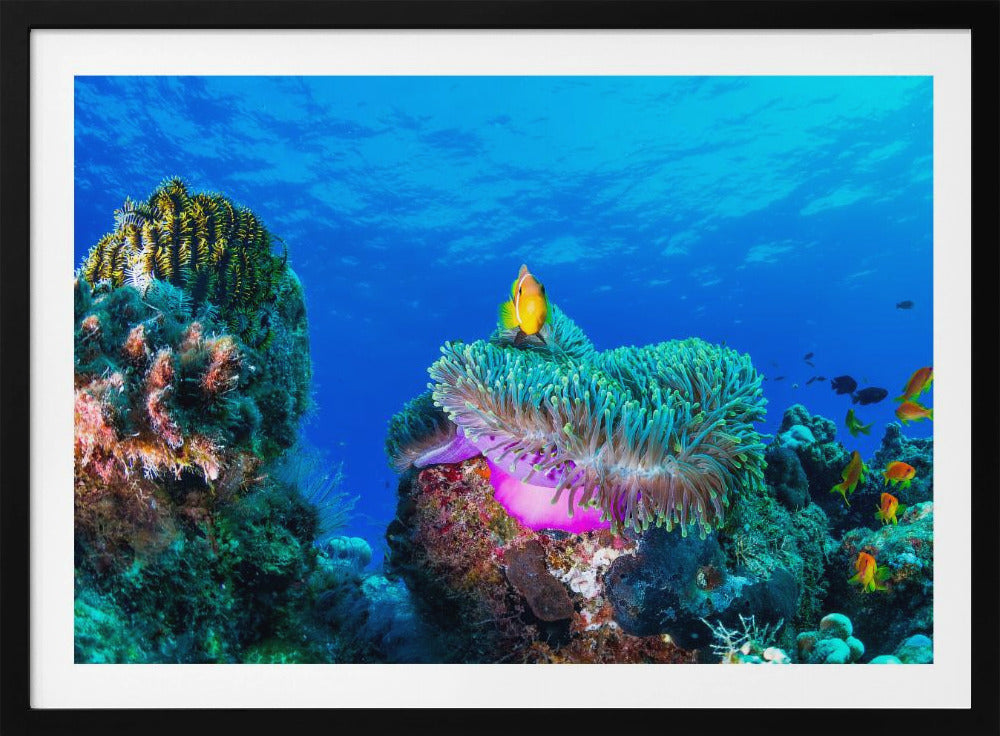 Sea life | Poster