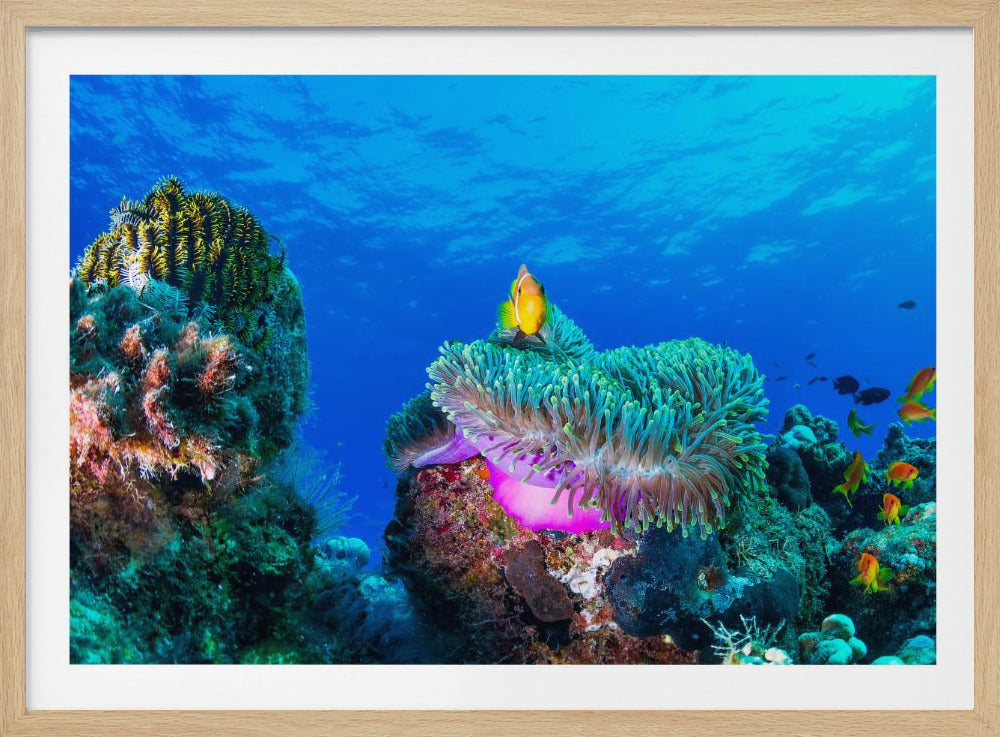 Sea life | Poster