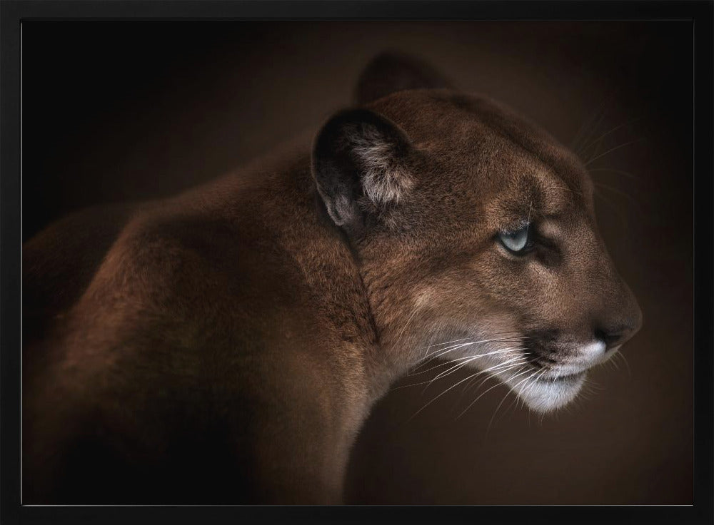 Puma | Poster