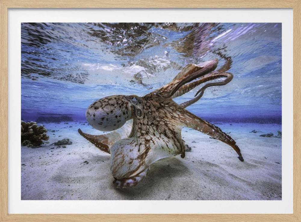 Dancing Octopus | Poster