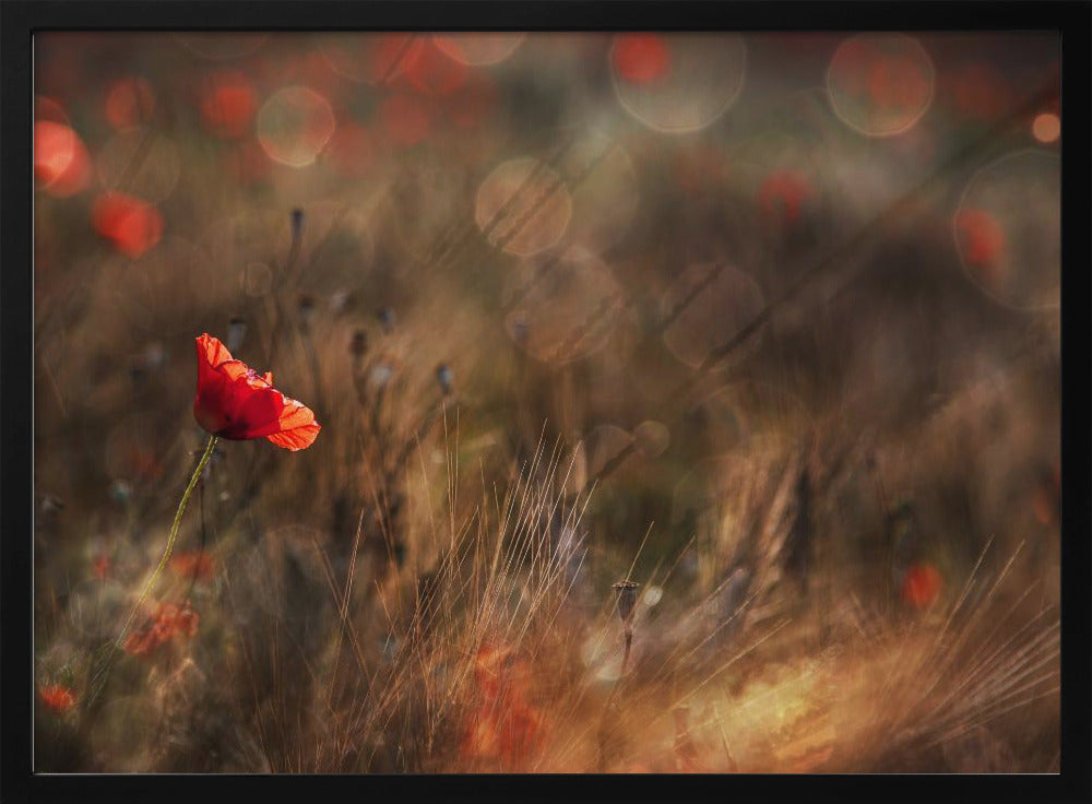 Poppy | Poster