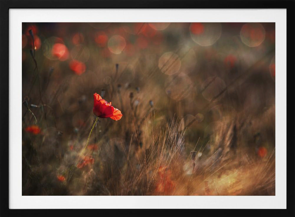 Poppy | Poster