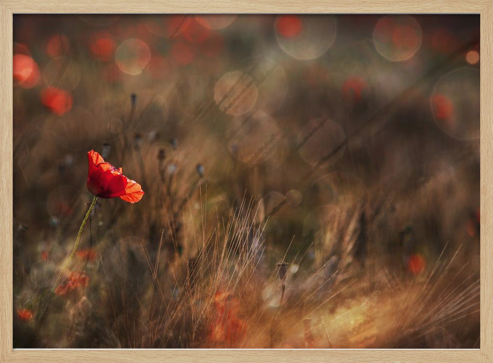 Poppy | Poster