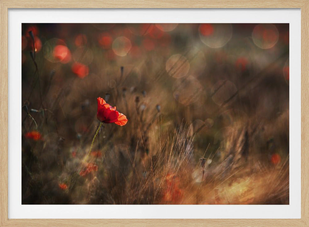 Poppy | Poster