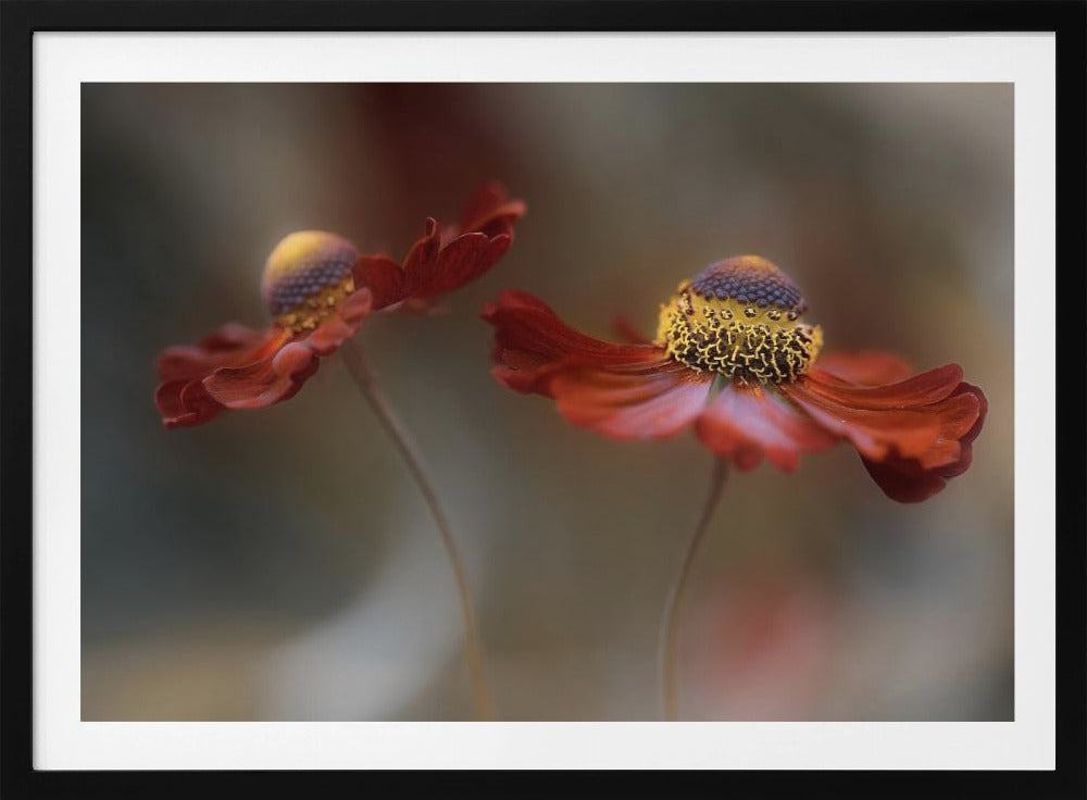 Helenium dance | Poster
