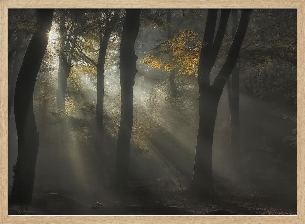 Sunbeam | Poster