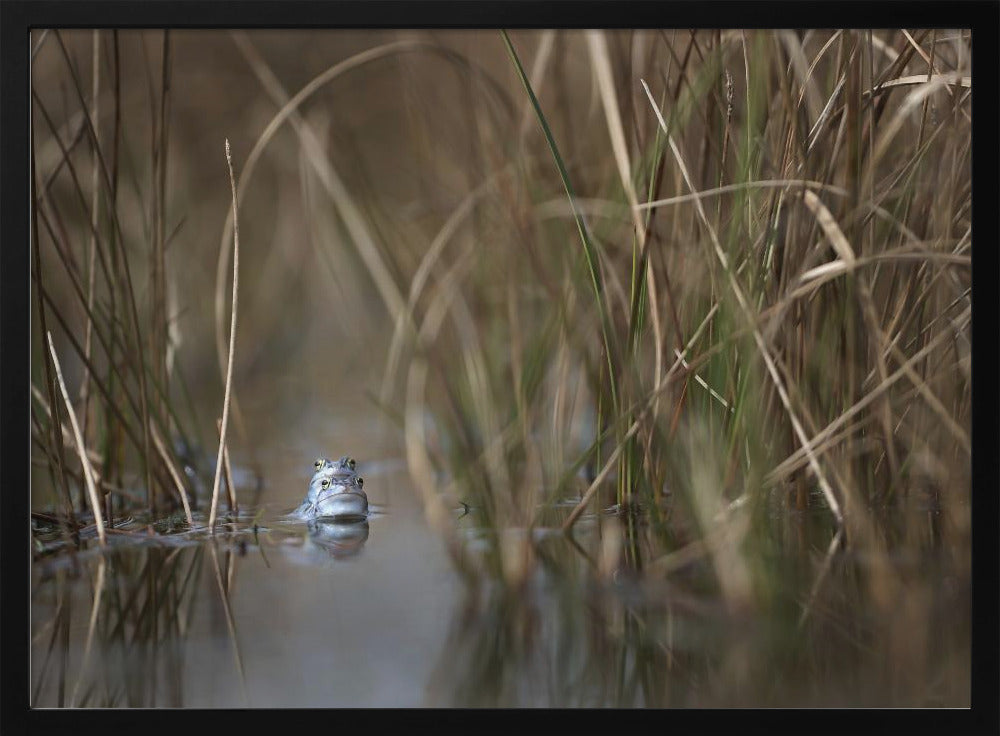 Two frogs | Poster