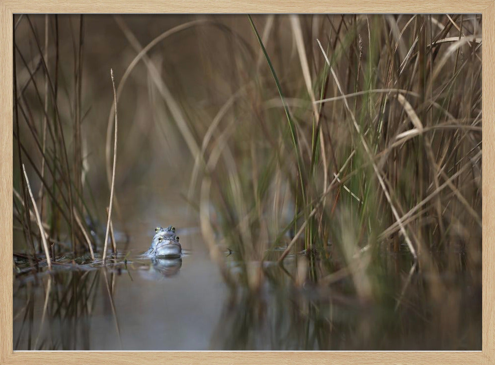 Two frogs | Poster