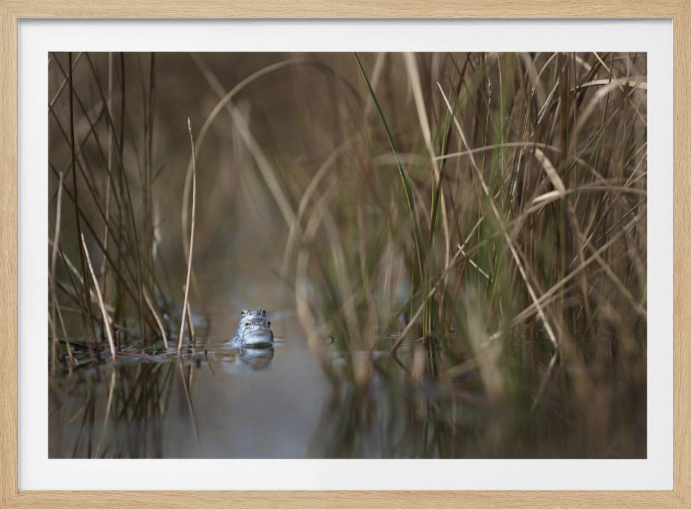 Two frogs | Poster