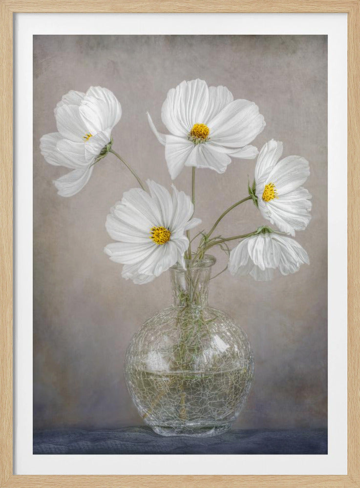 Simply Cosmos | Poster