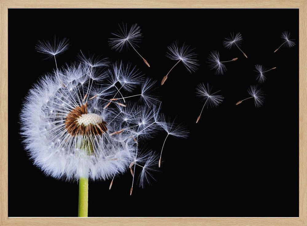 Dandelion Blowing | Poster