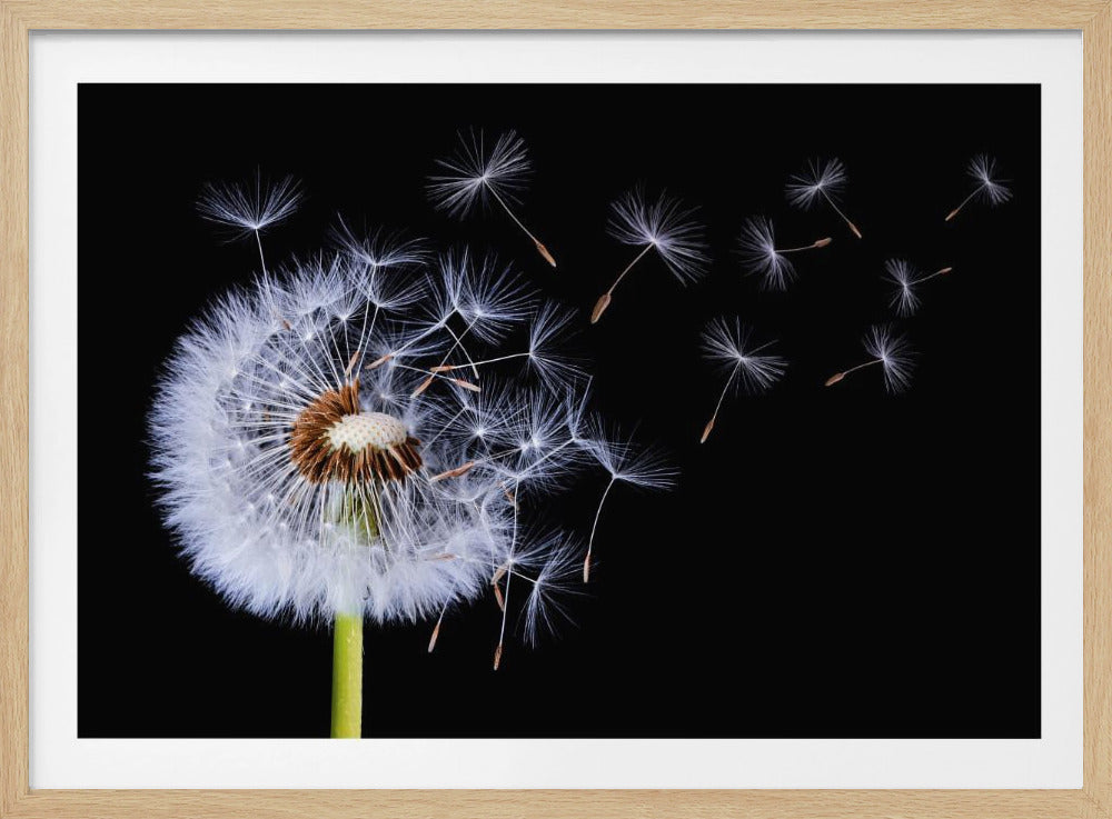 Dandelion Blowing | Poster