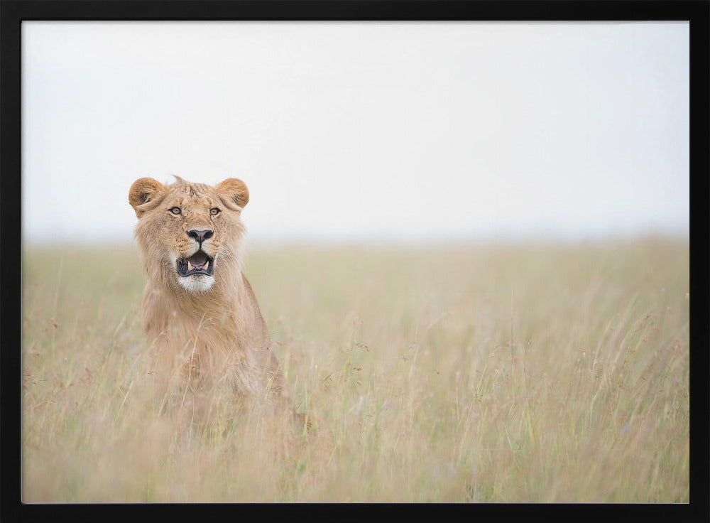 Young Lion | Poster