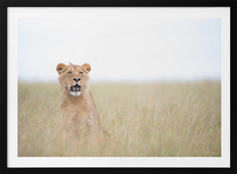 Young Lion | Poster