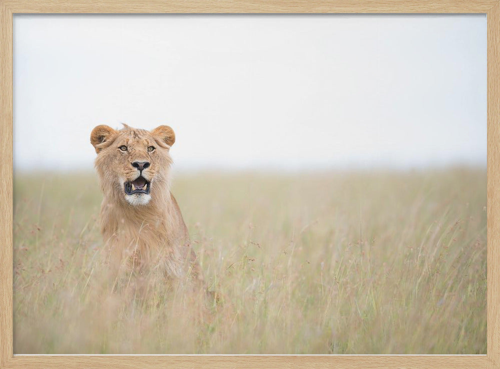 Young Lion | Poster
