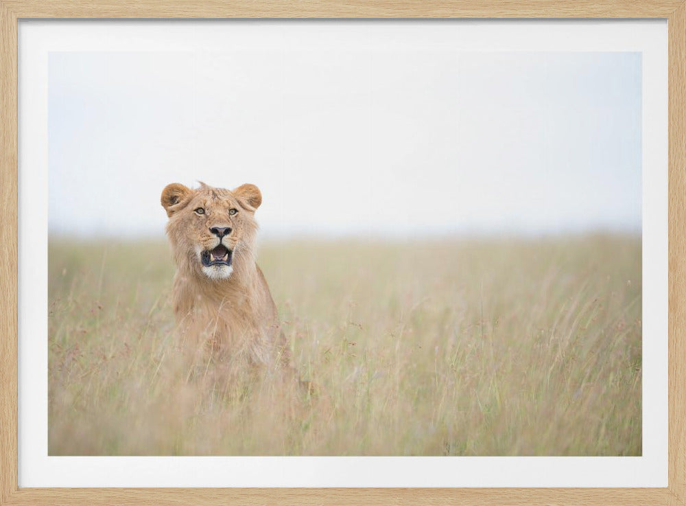 Young Lion | Poster