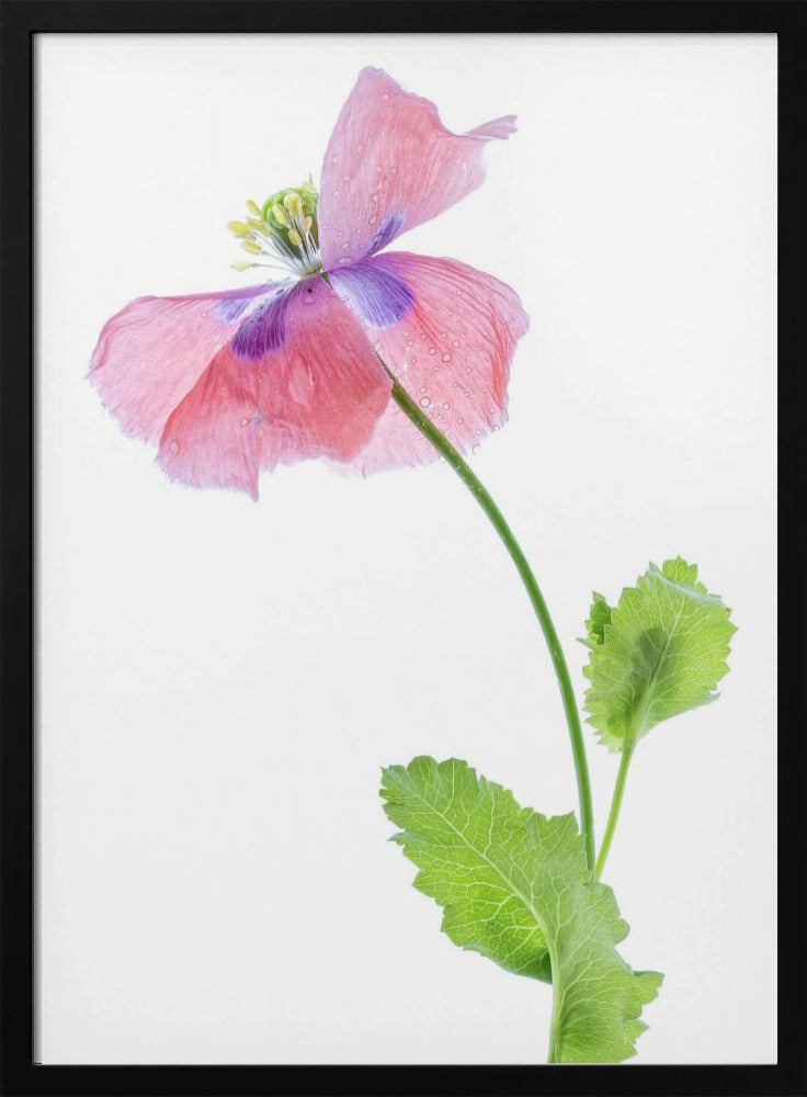 Poppy | Poster