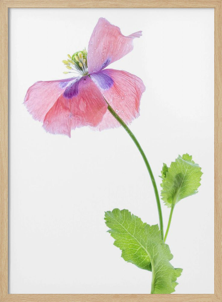 Poppy | Poster