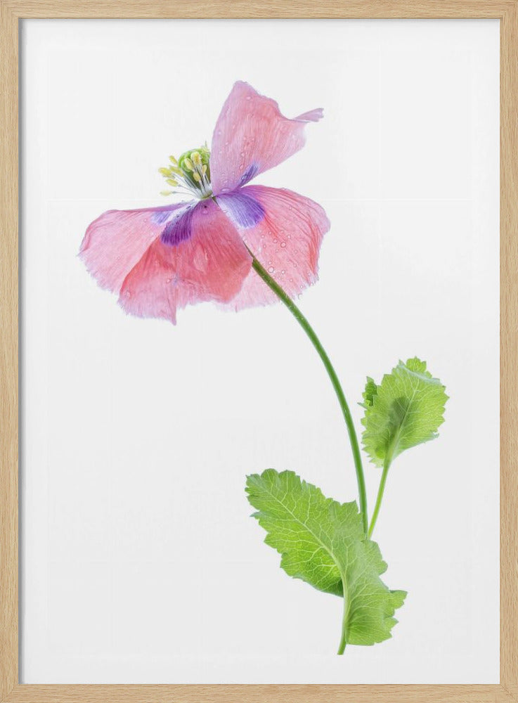 Poppy | Poster