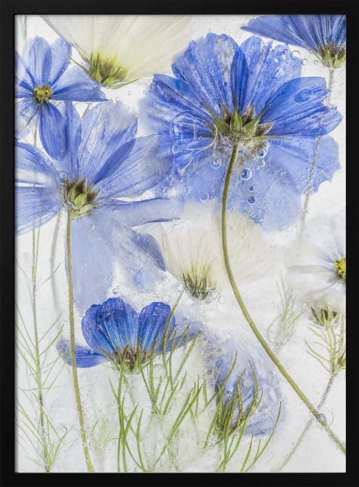 Cosmos blue | Poster