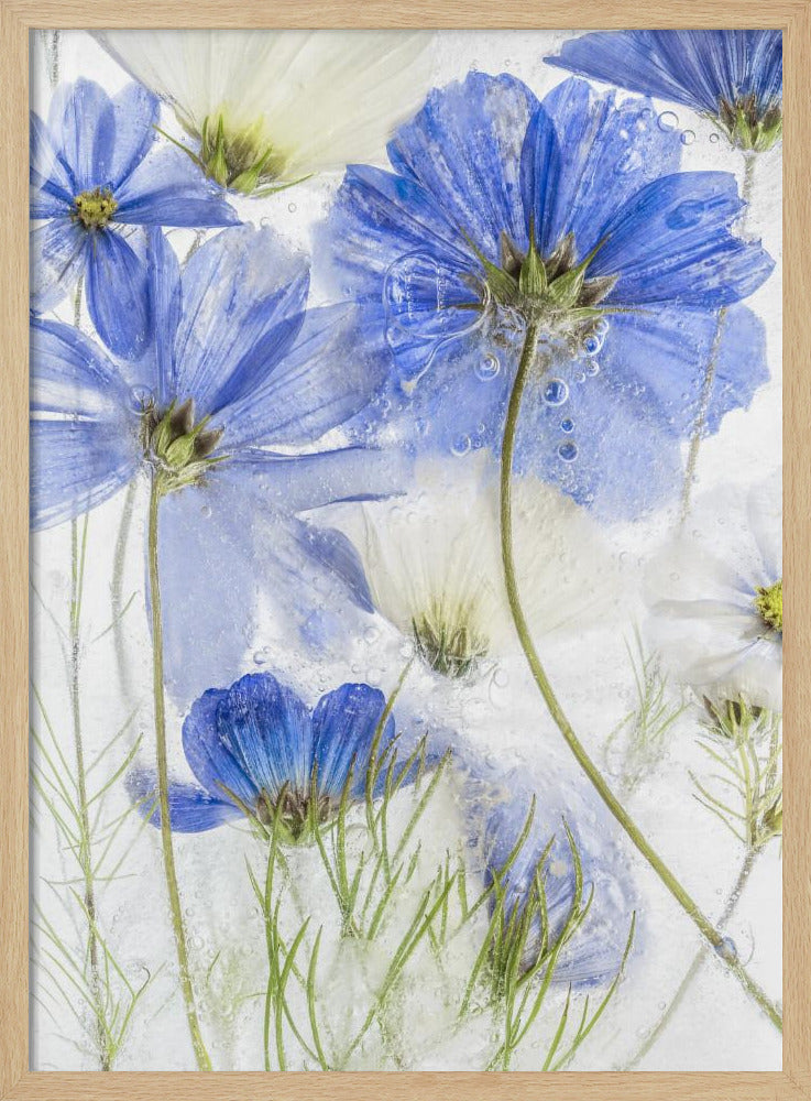 Cosmos blue | Poster