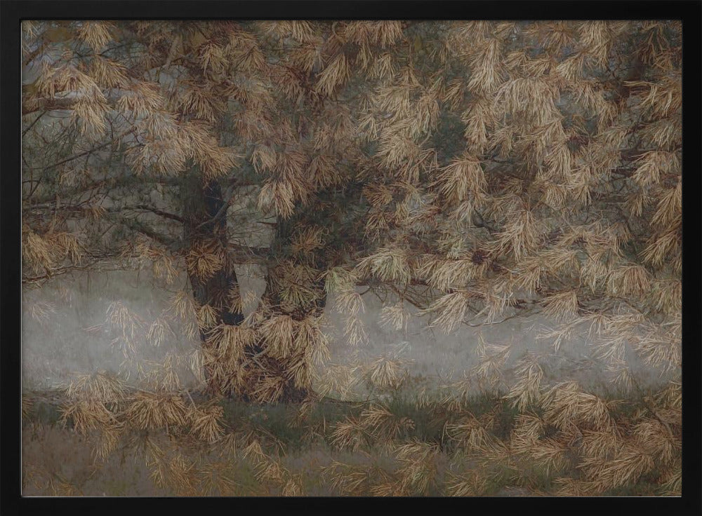 Pine tree | Poster