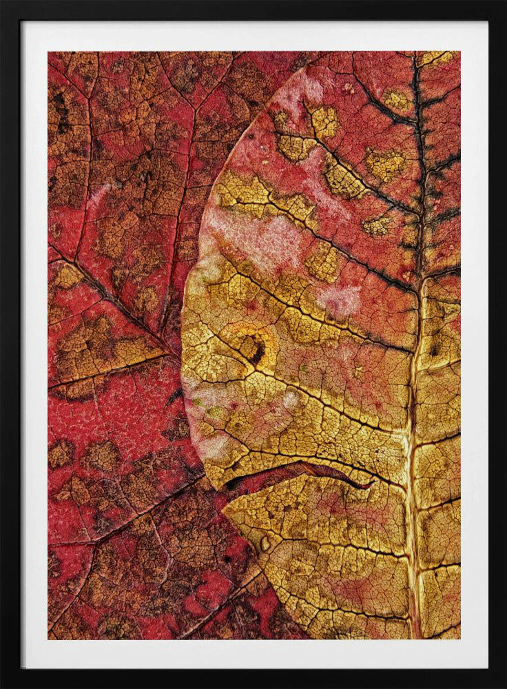 Dying Leaf | Poster