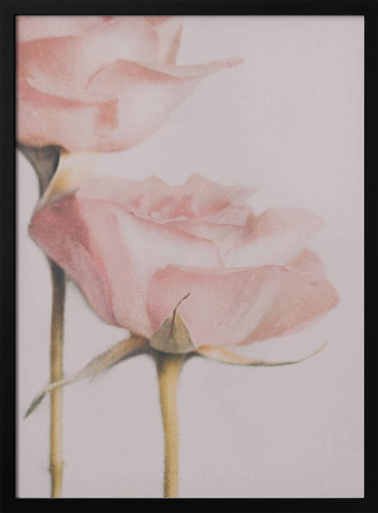 Two Roses | Poster