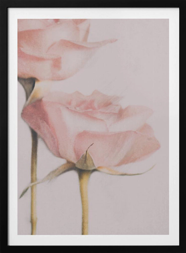 Two Roses | Poster