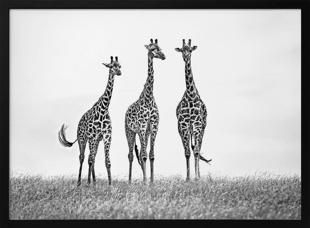 Giraffes in the Mara plains | Poster