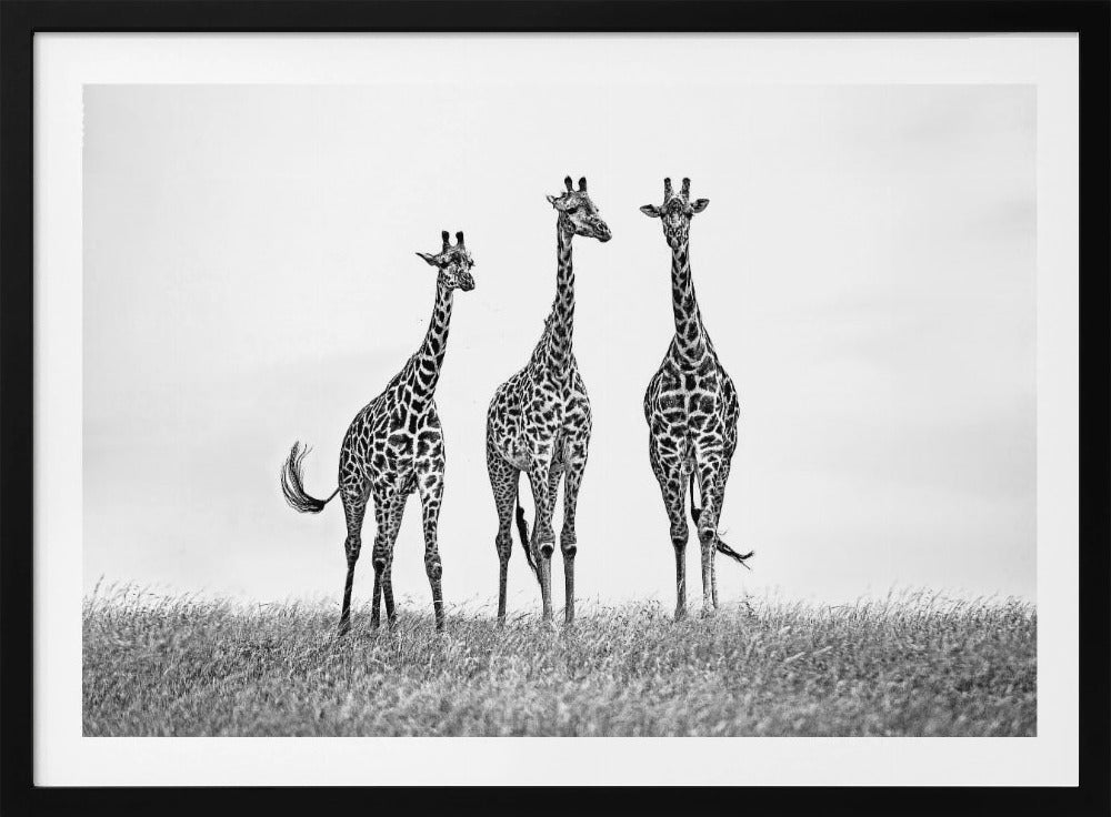 Giraffes in the Mara plains | Poster