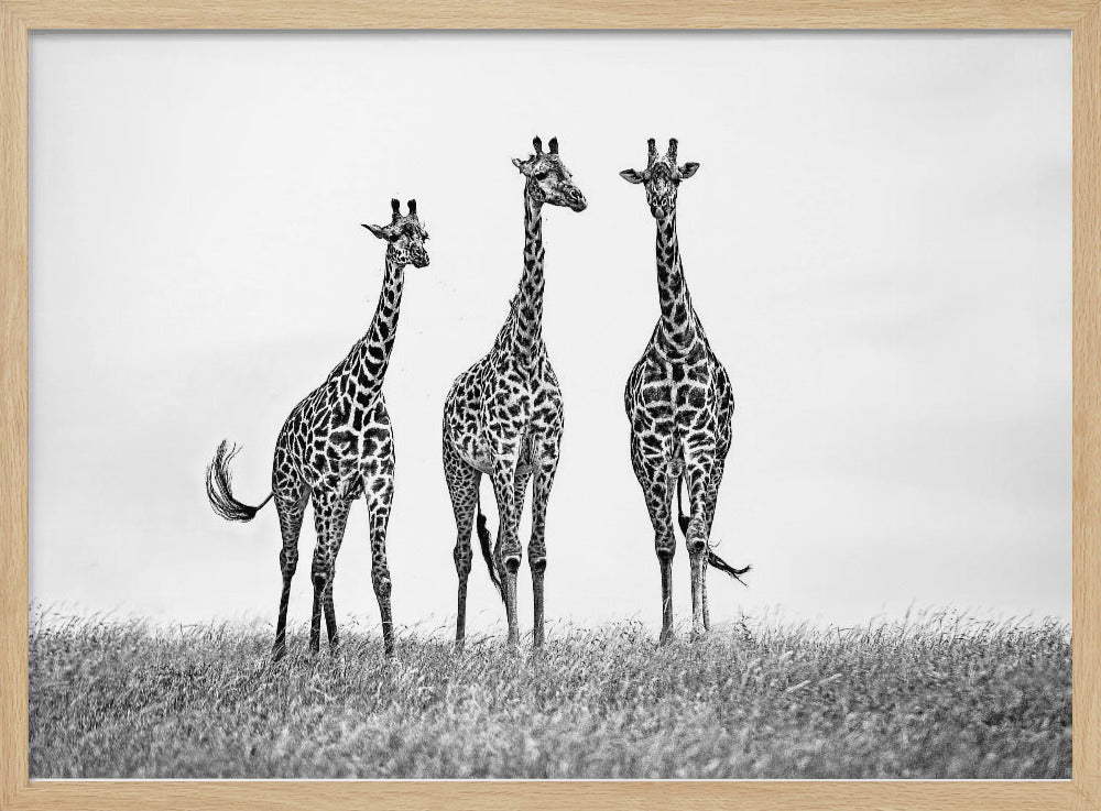 Giraffes in the Mara plains | Poster