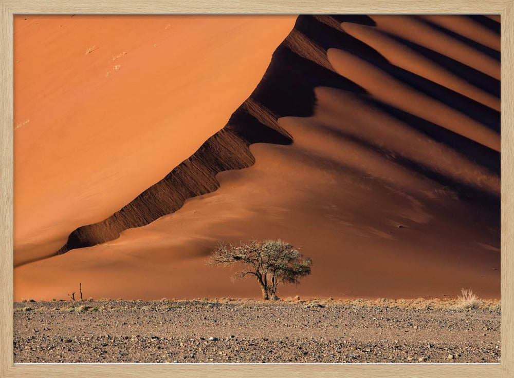 The dune and the tree | Poster