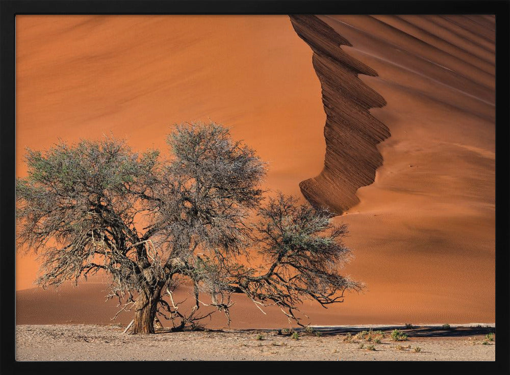 Acacia in the desert | Poster