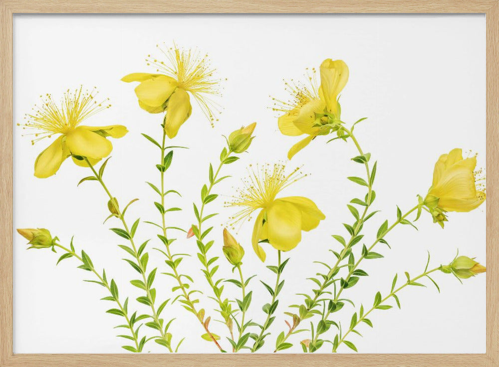 Hypericum | Poster