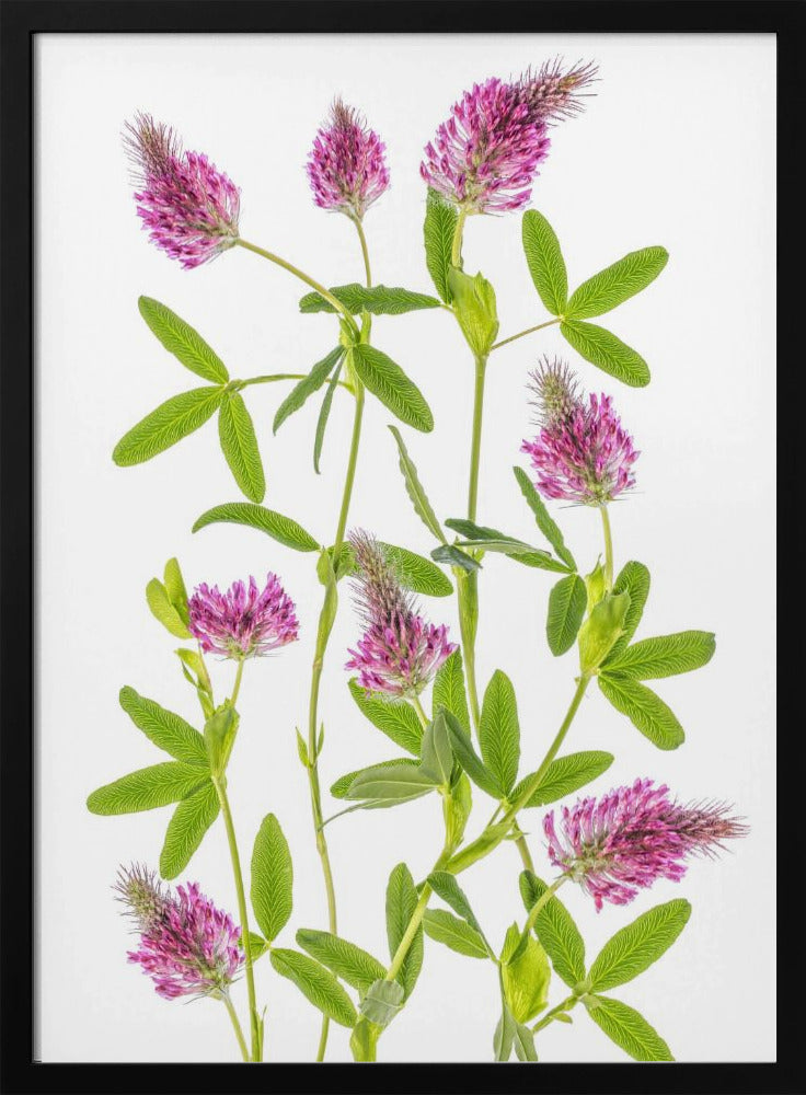 Trifolium | Poster