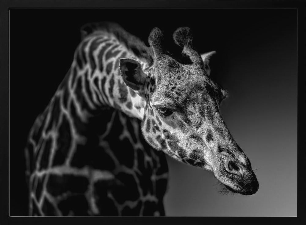 Giraffe | Poster