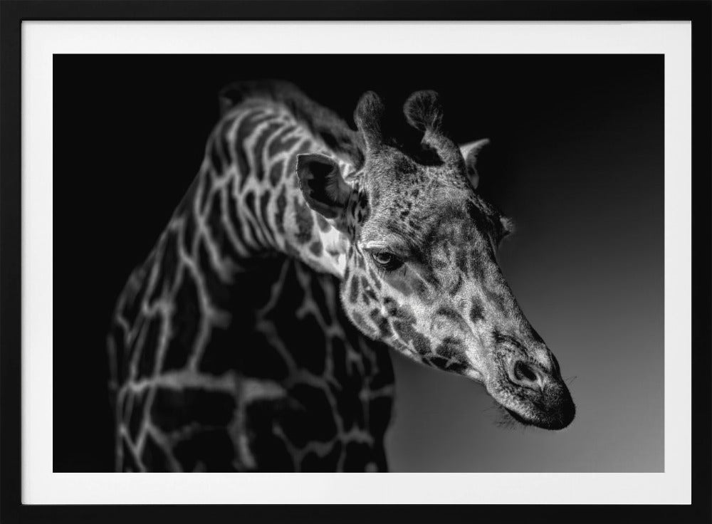 Giraffe | Poster