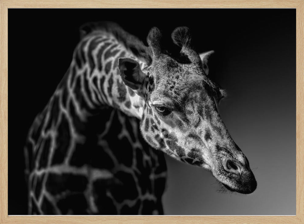 Giraffe | Poster