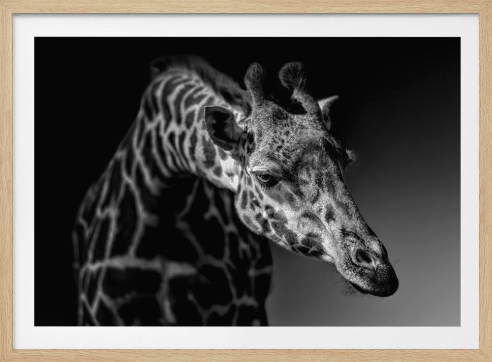 Giraffe | Poster