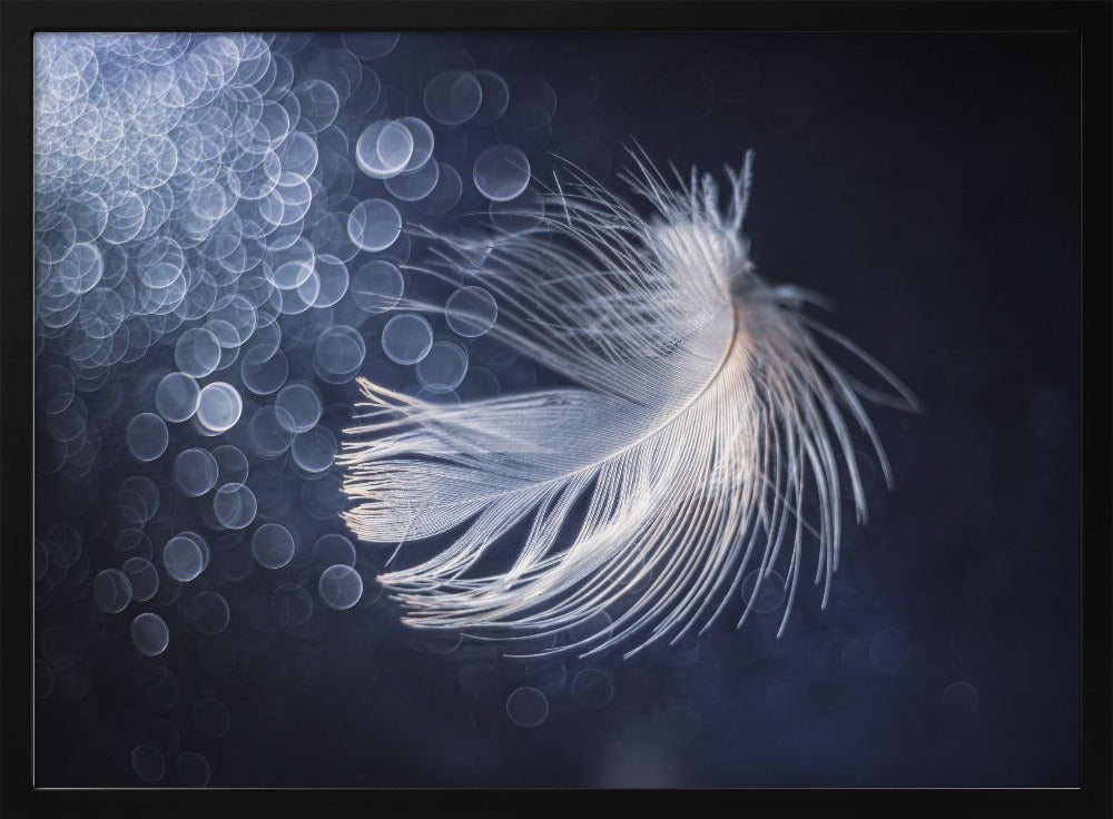 Placidity | Poster