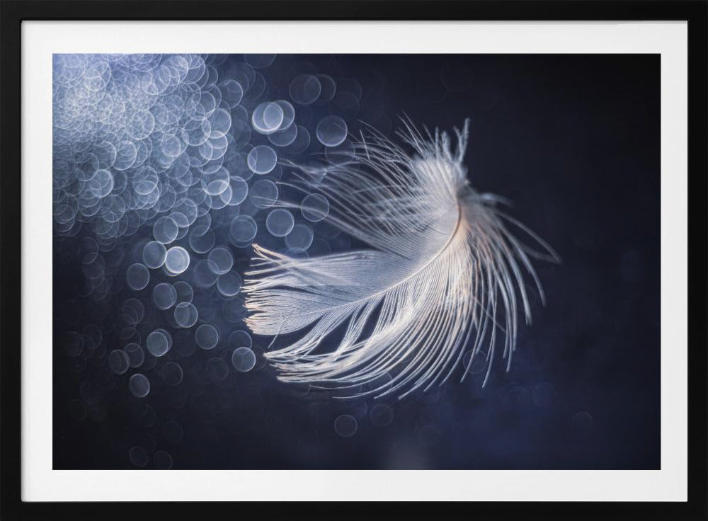 Placidity | Poster