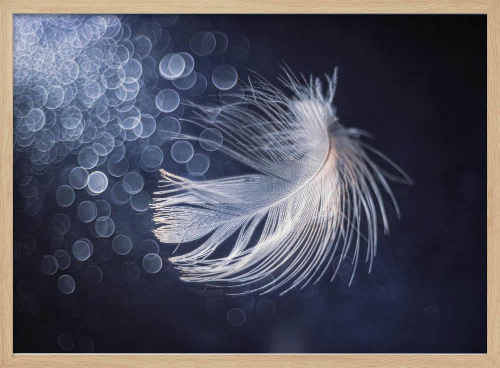 Placidity | Poster