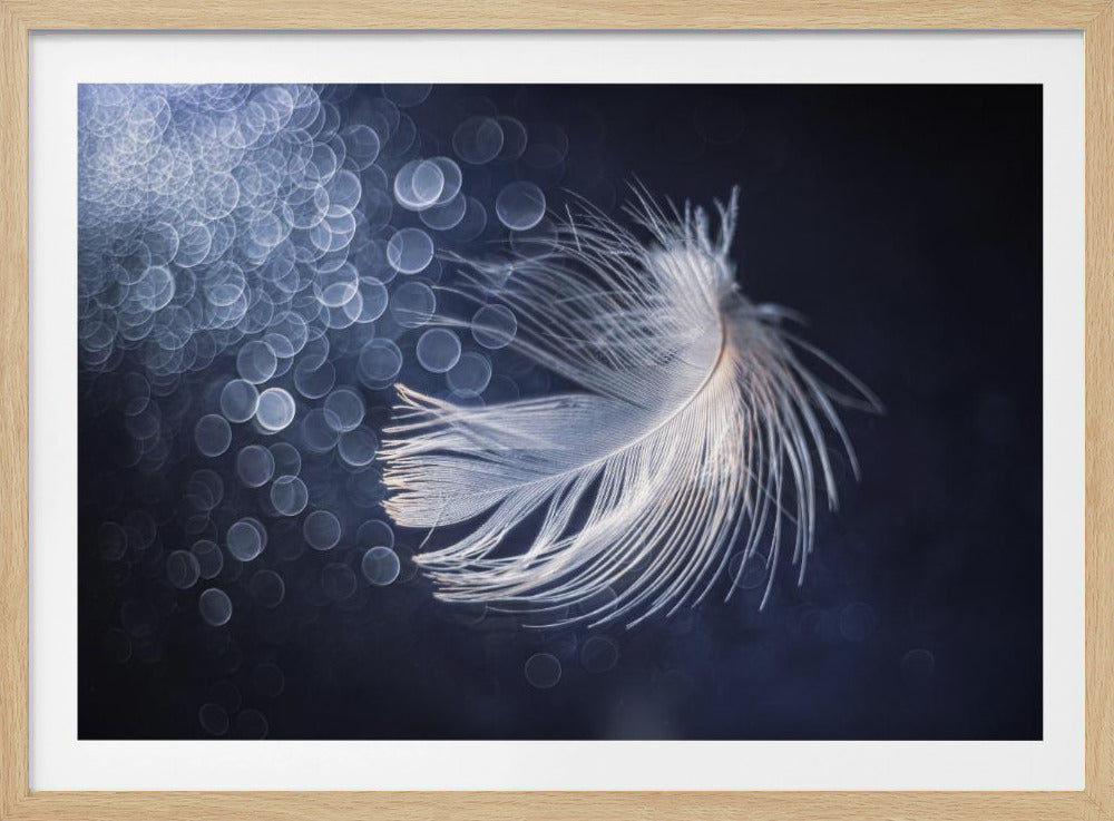 Placidity | Poster