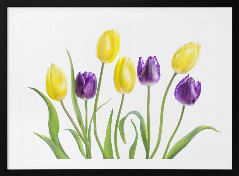 Tulip | Poster