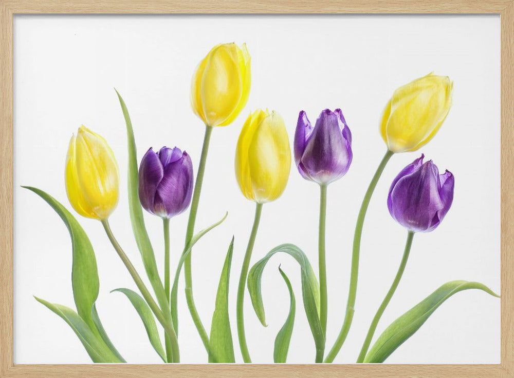Tulip | Poster