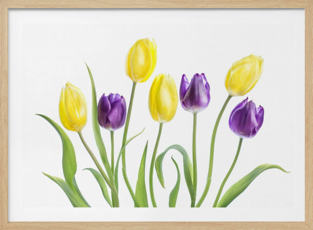 Tulip | Poster