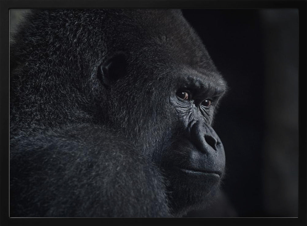 gorilla gaze | Poster